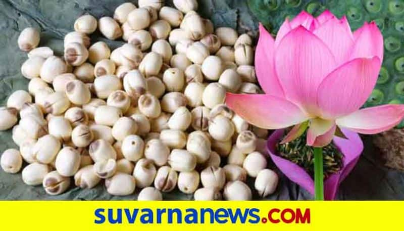 Health benefits of lotus seeds which is rich in vitamins