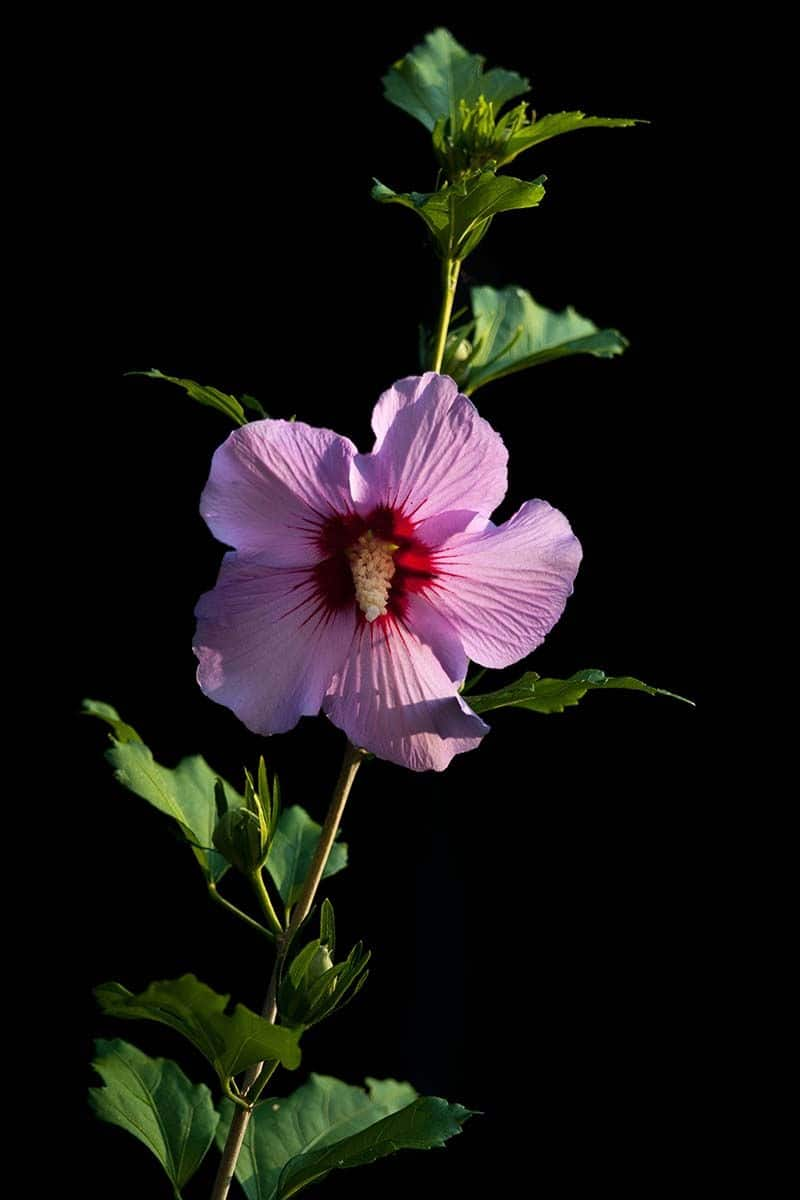 varieties of hibiscus