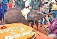 Kerala 1-yr-old rescued elephant calf Sreekutty celebrates birthday