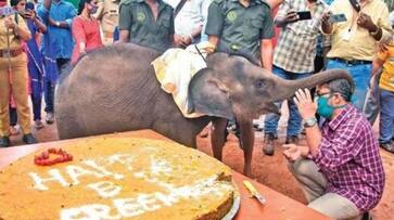 Kerala 1-yr-old rescued elephant calf Sreekutty celebrates birthday