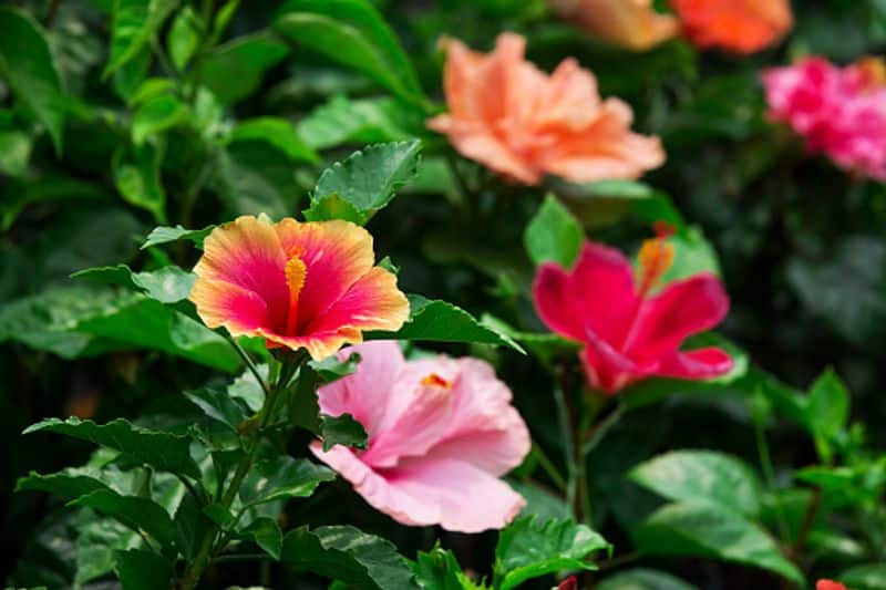 varieties of hibiscus