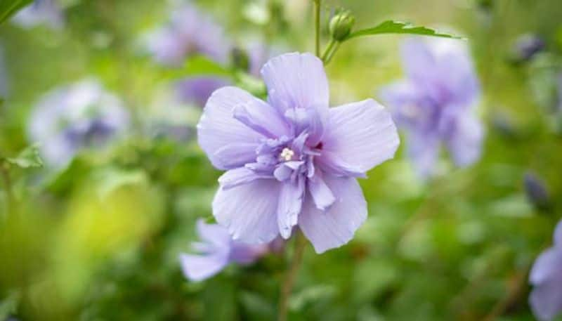 varieties of hibiscus