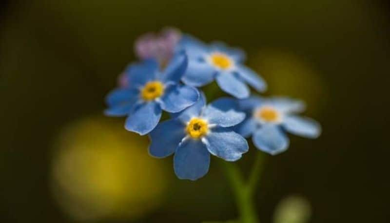 forget me not flower how to grow