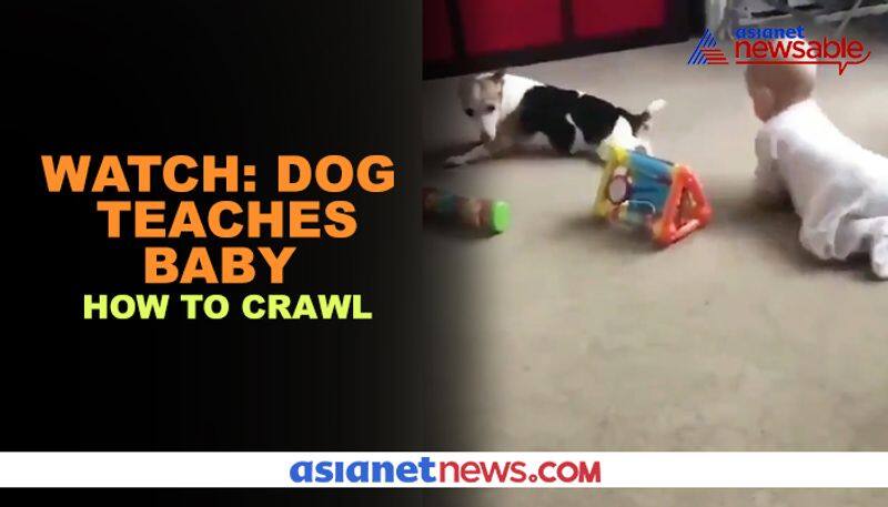 Dog teaches baby crawl; cute video goes viral - gps