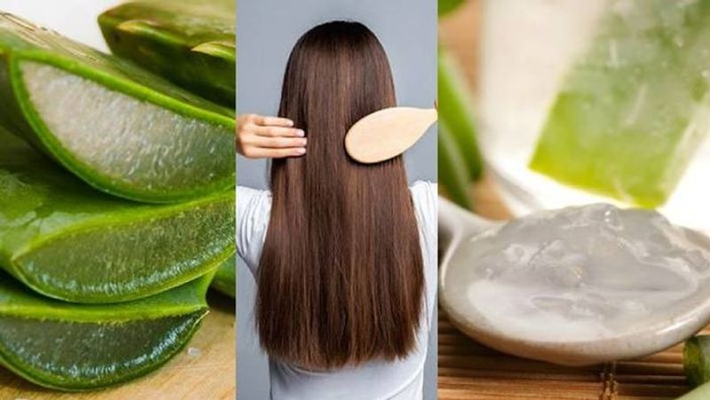  Aloe vera oil benefits for hair rsl