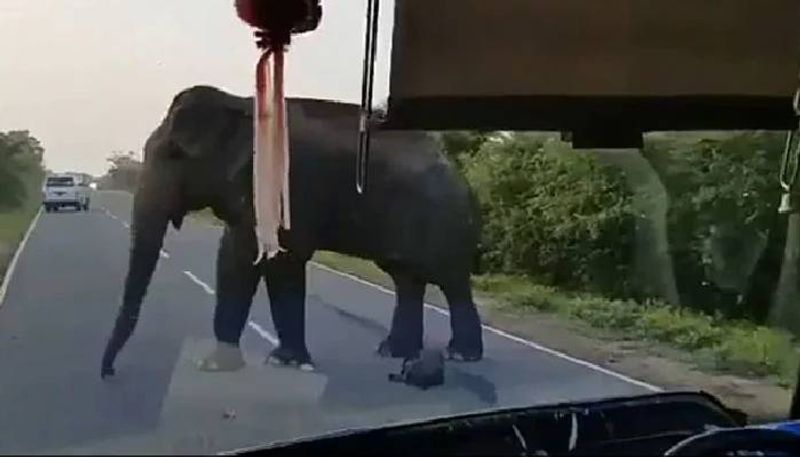 Elephant Stops Bus To Steal Bananas