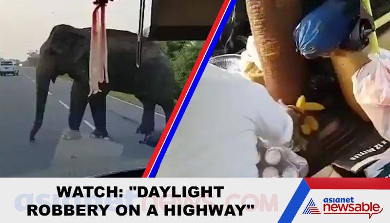 Watch Elephant puts trunk inside truck for banana treat; video goes viral - gps