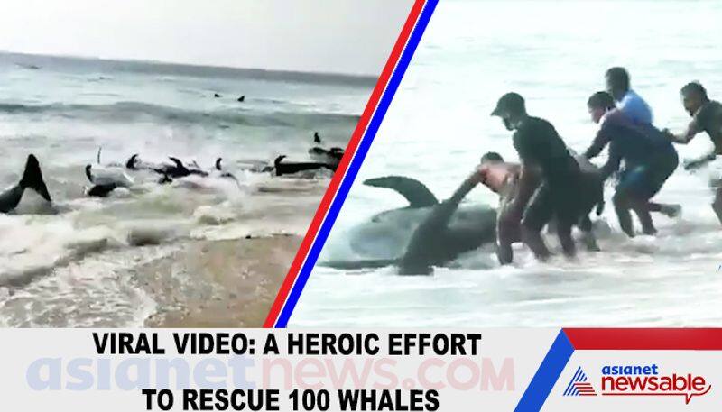 Viral video A heroic effort to rescue 100 whales-tgy