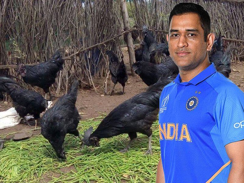 Former Team India Cricketer MS Dhoni set for poultry farming orders kadaknath Chicks kvn