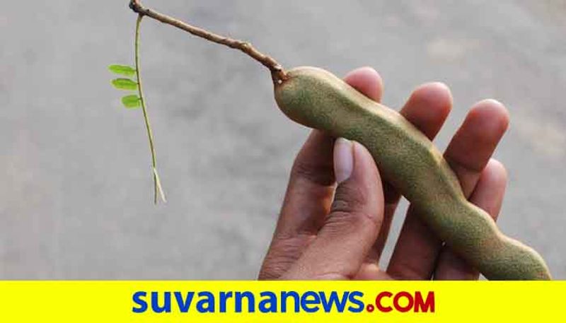 Tamarind turns bitter for farmers as price Drop in Chikkaballapura snr