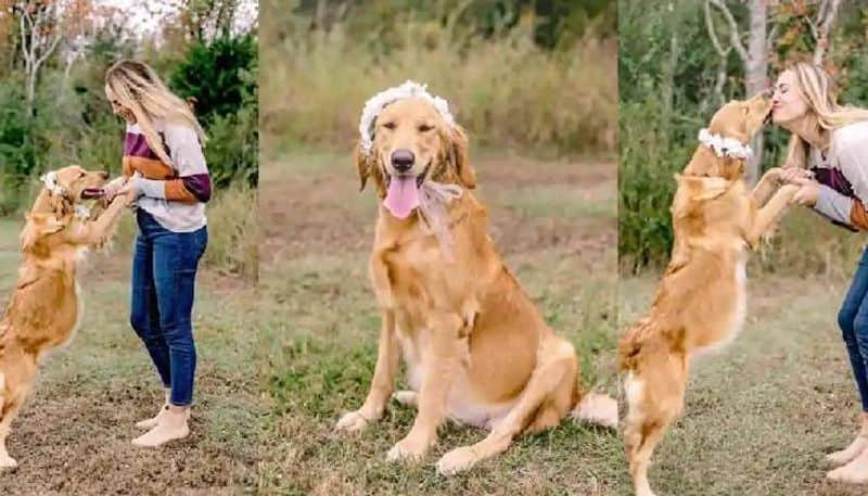 Woman shares maternity photoshoot for pregnant dog