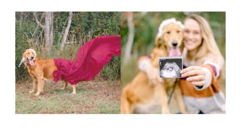 Woman shares maternity photoshoot for pregnant dog