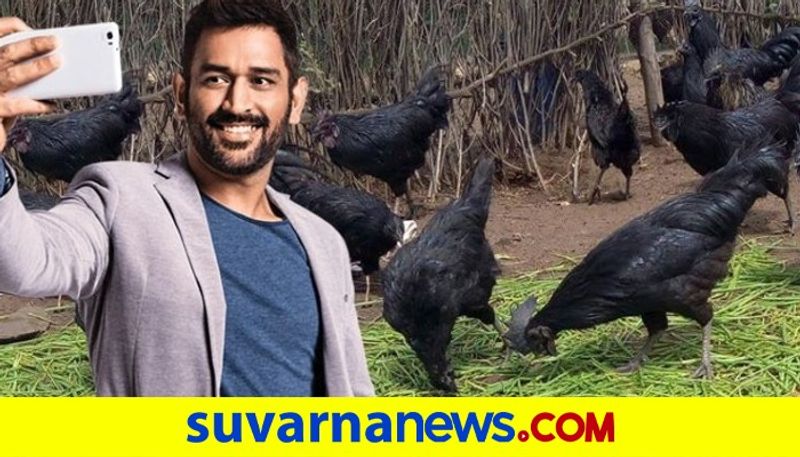 Former India captain MS Dhoni cancels order for Kadaknath chicken for farm over bird flu fears pod