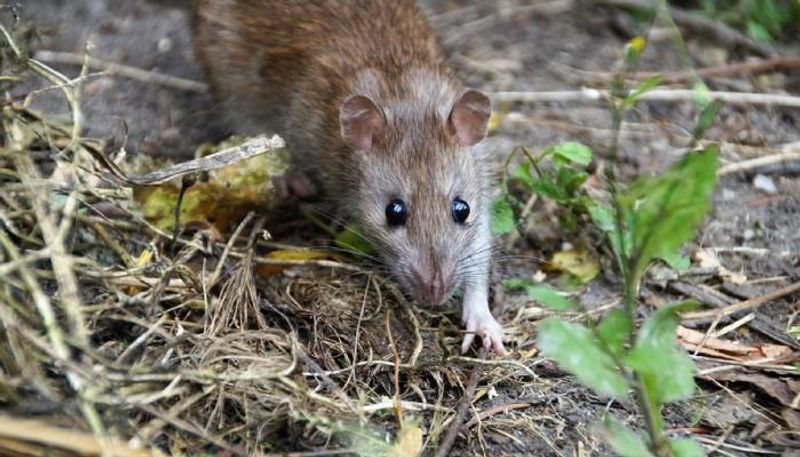 rat killing method by farmers