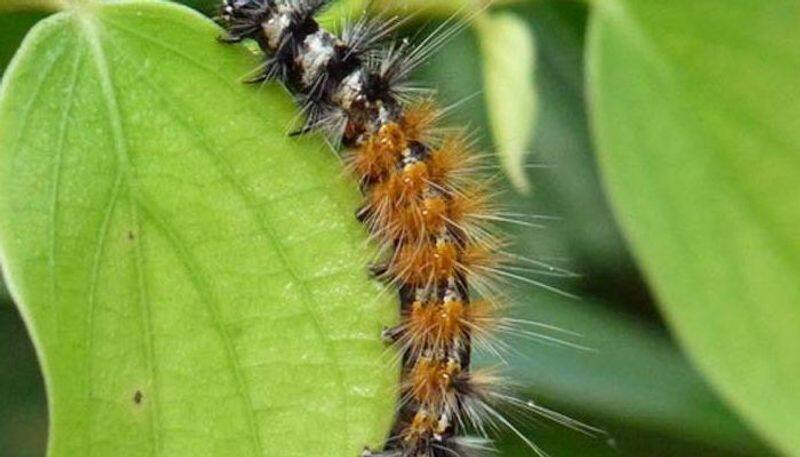 get rid of caterpillars