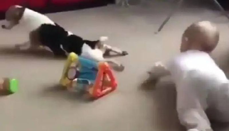 viral video of Pet dog teaches baby how to crawl in adorable