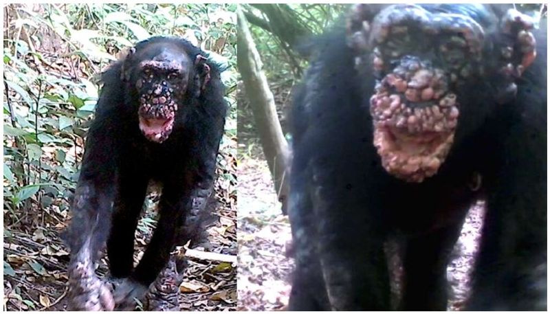 Wild chimpanzees in West Africa are found to be infected with leprosy for the first time