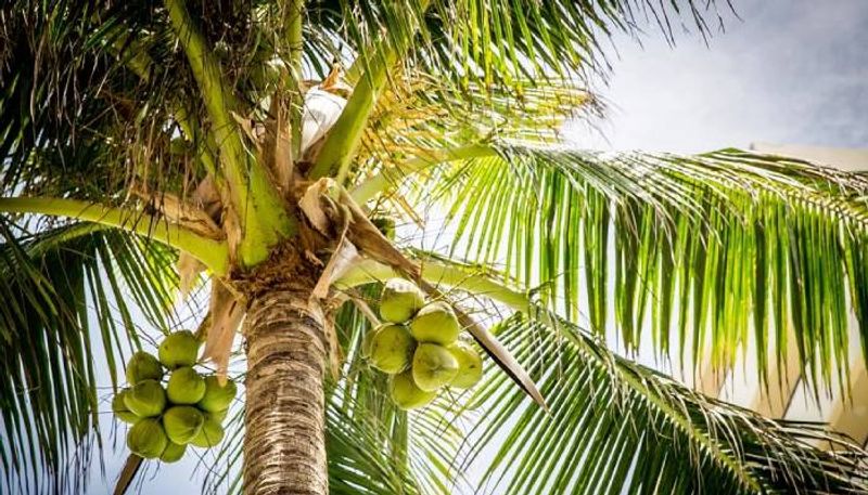 how to increase profit tips for coconut farmers