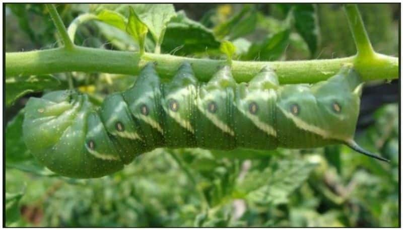 how to get rid of Tomato Hornworm from our garden