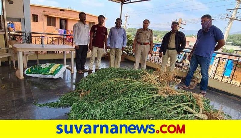 7 lakh Worth of Marijuana Siezed in Hosapete in Ballari District grg