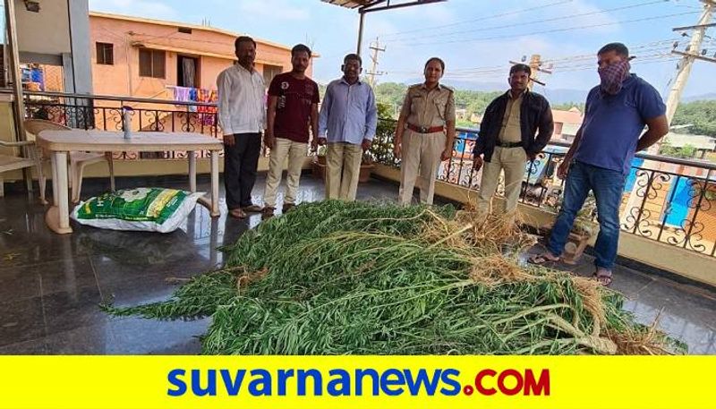 7 lakh Worth of Marijuana Siezed in Hosapete in Ballari District grg