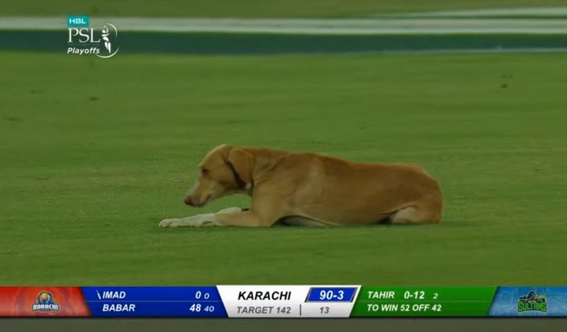 Pakistan super league match stopped due to dog enter field ckm