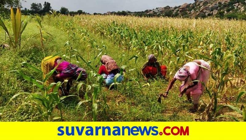 Devadasi Women Started Agriculture in Hosapete in Ballari grg