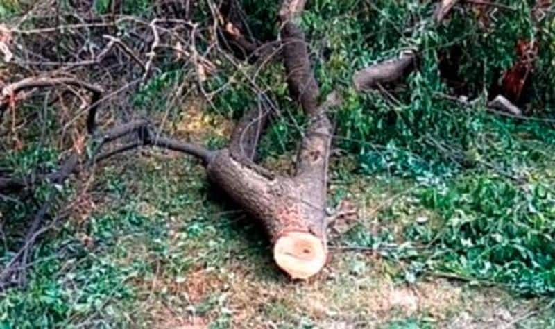 New Tree Cut For Hide the Sandalwood Theft in Yadgir grg