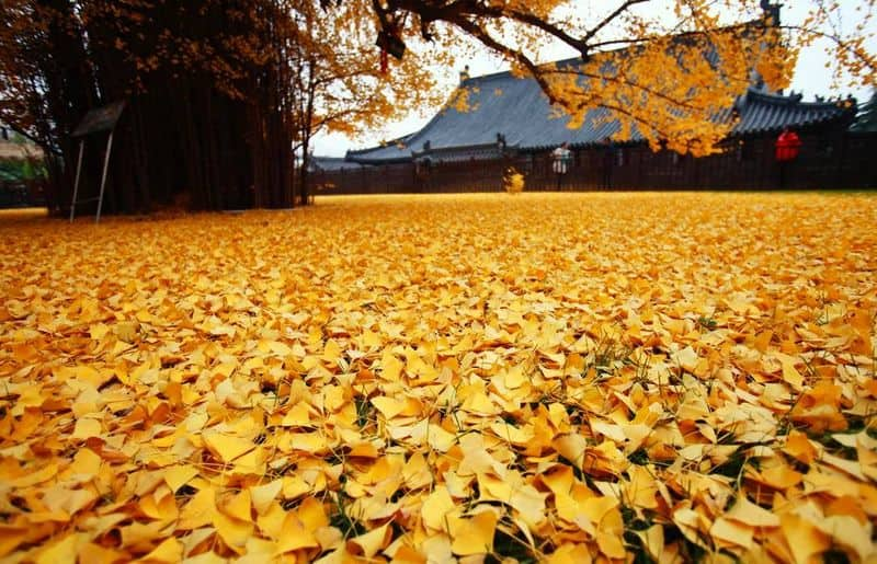 The rare and splendid gingko biloba tree of Gu Guanyin Buddhist temple