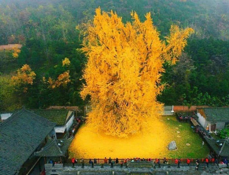 The rare and splendid gingko biloba tree of Gu Guanyin Buddhist temple