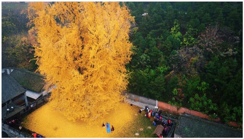 The rare and splendid gingko biloba tree of Gu Guanyin Buddhist temple