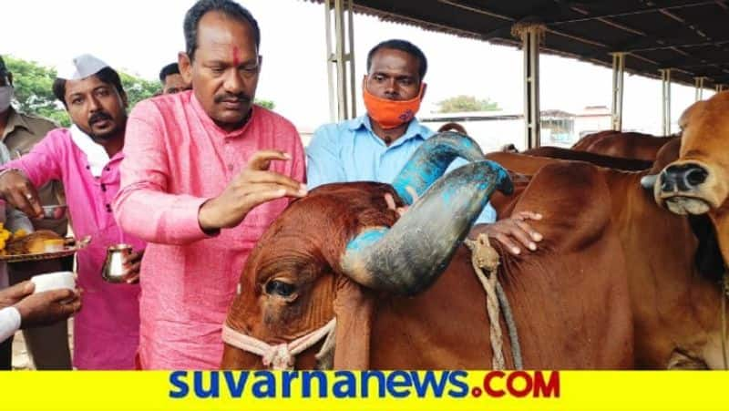 Minister Prabhu chavan Visits Goshale At vijayapura snr