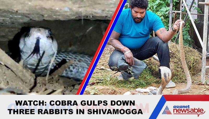 Cobra prowls, eats three rabbits in Karnataka's government office - gps