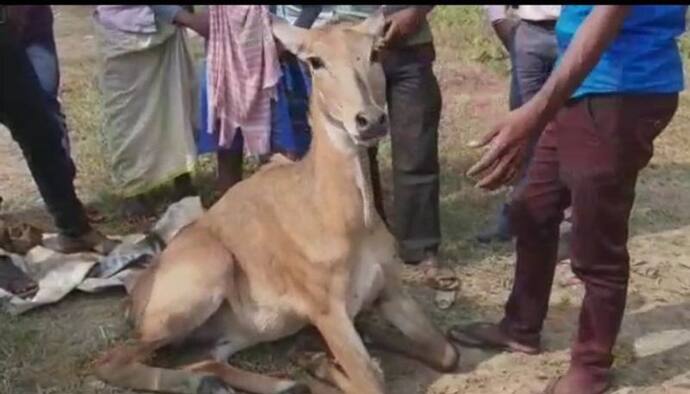 জাতীয় সড়কে দেখা মিলল জখম নীলগাই-এর, শোরগোল বর্ধমানে