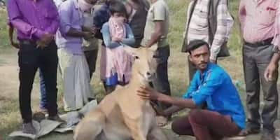 ফের নীলগাই-এর দেখা মিলল বর্ধমানে, জখম অবস্থায় প্রাণীটিকে উদ্ধার করল বনদপ্তর