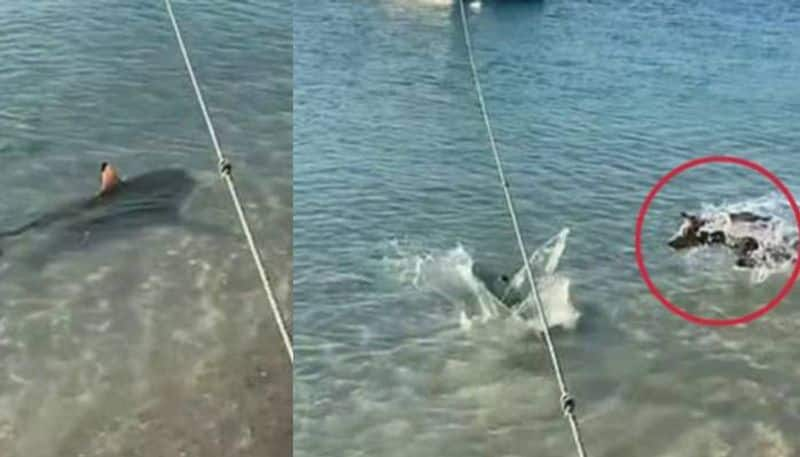 Dog Jumps Into Sea To Fend Off Shark Stalking Her Owner