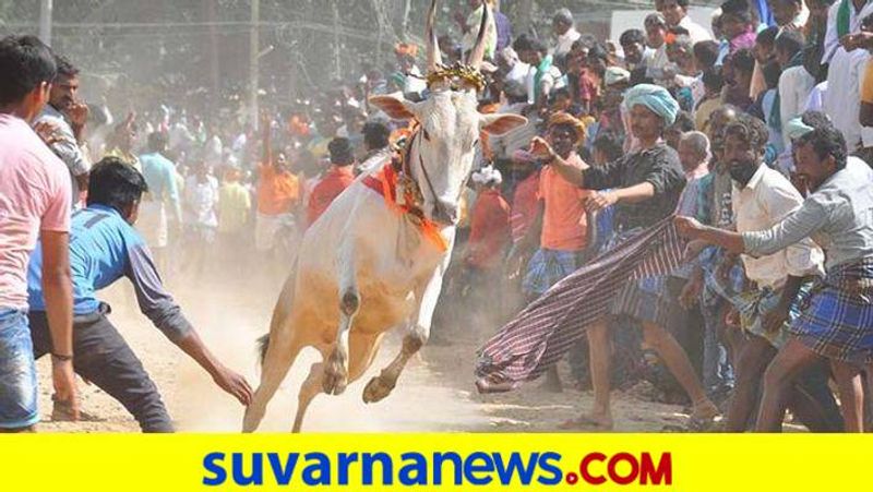 Bull Chasing Program Held at Haveri District grg