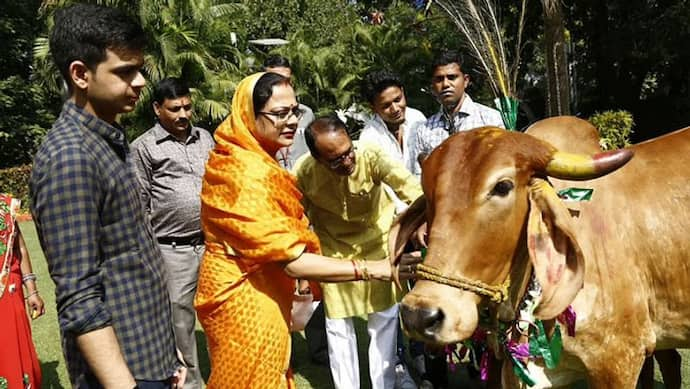 गायों के संरक्षण के लिए गौ कैबिनेट वाला पहला राज्य बनेगा मध्यप्रदेश, जानिए क्यों लिया गया ये फैसला