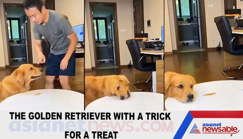 The Golden Retriever with a trick for a treat-tgy