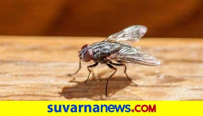 specter of infectious disease due to Housefly in Gadag grg