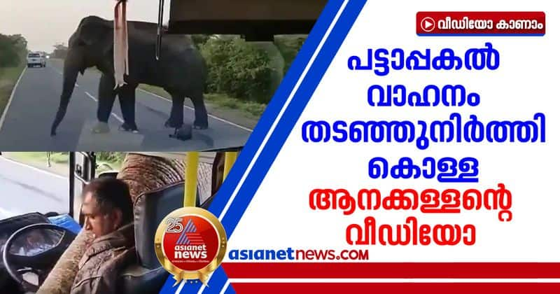 Elephant Stops Bus To Steal Bananas In Brazen Daylight Robbery