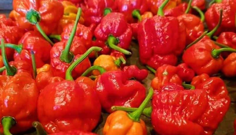 worlds spiciest chilli peppers types is here - bsb