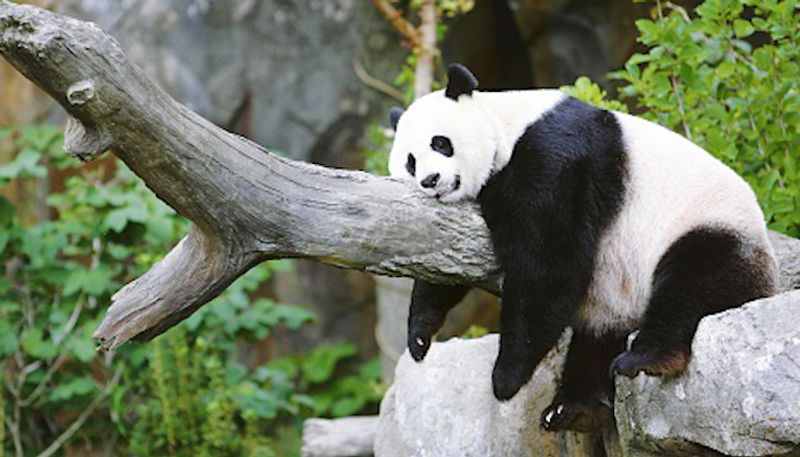 Finland govt set to return rs 88 crore projects pandas to china ckm