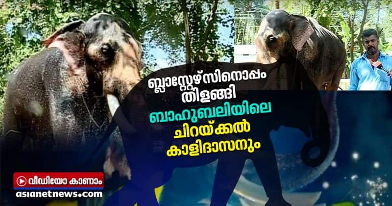 bahubali fame elephant chirakkal kalidasan acted in kerala blasters video