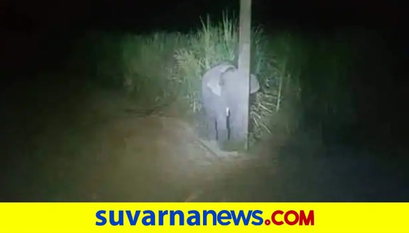 Baby Elephant Caught Eating Sugarcane Tries To Hide Behind A Pole dpl