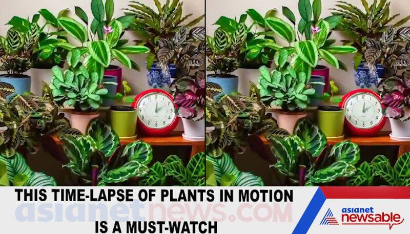 This time-lapse of plants in motion is a must-watch-TGY