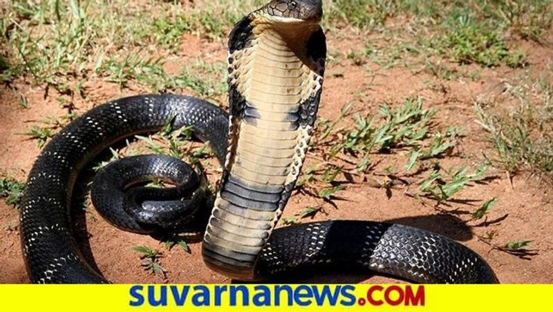 12 Feet King Cobra Found in NR Pura snr