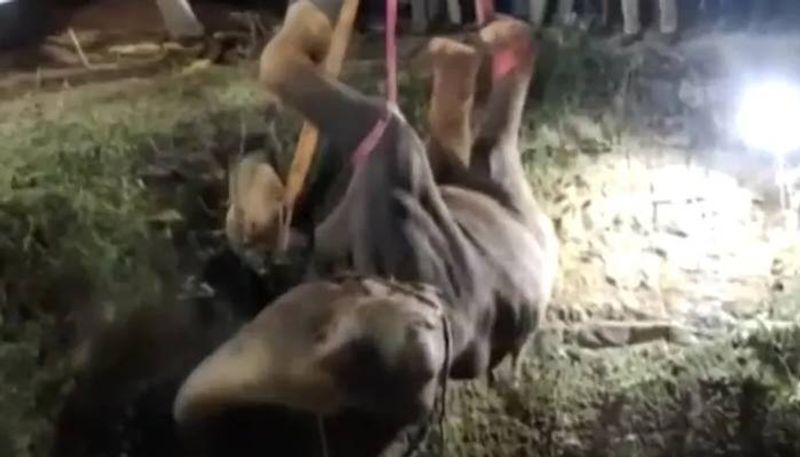 Elephant rescued from 50 foot deep well viral video