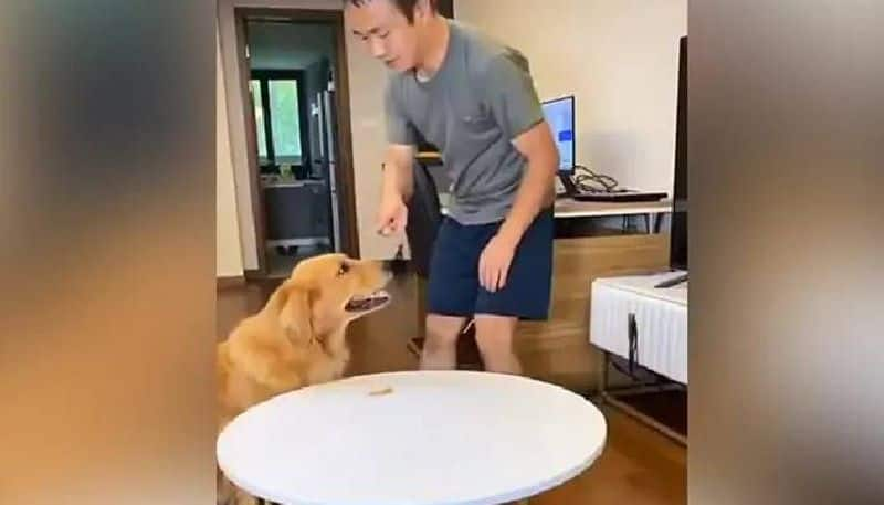 Clever Dog Tricks Owner Into Thinking He eat nothing