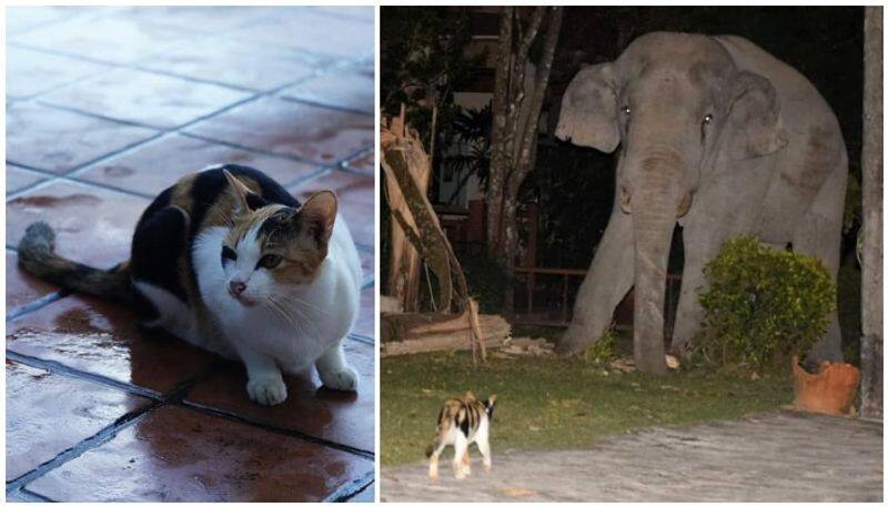 cat threatens wild elephant